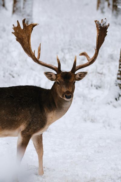 AD058-ASnowyForest.jpg