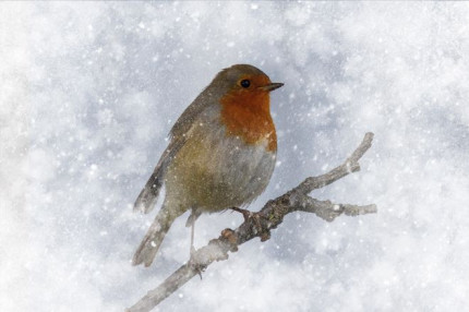 AD060-RobinintheSnow.jpg