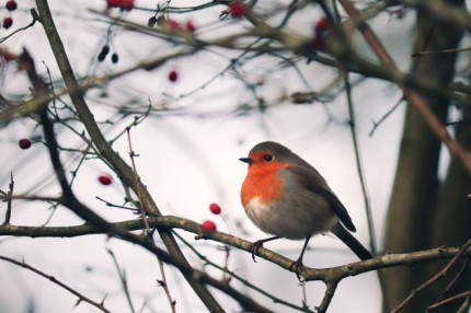 AD062-Robin.jpg