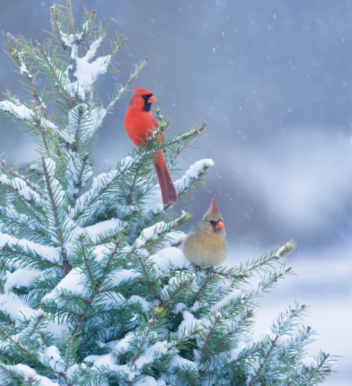 CN066-NorthernCardinals.jpg