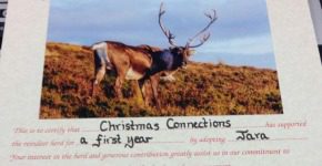 Jara the Reindeer