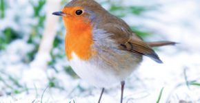 Robin in the Snow