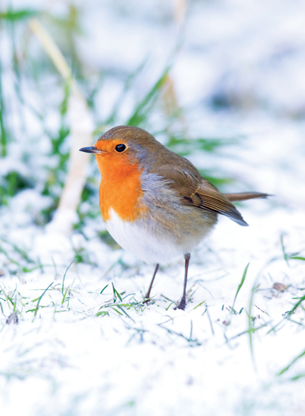 Robin in the Snow