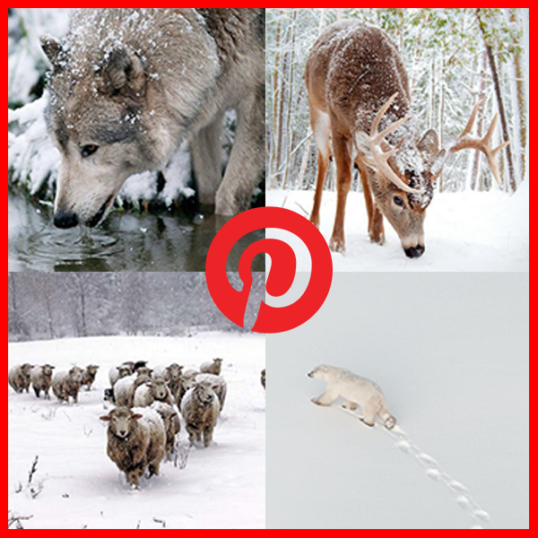 Animals In Snow