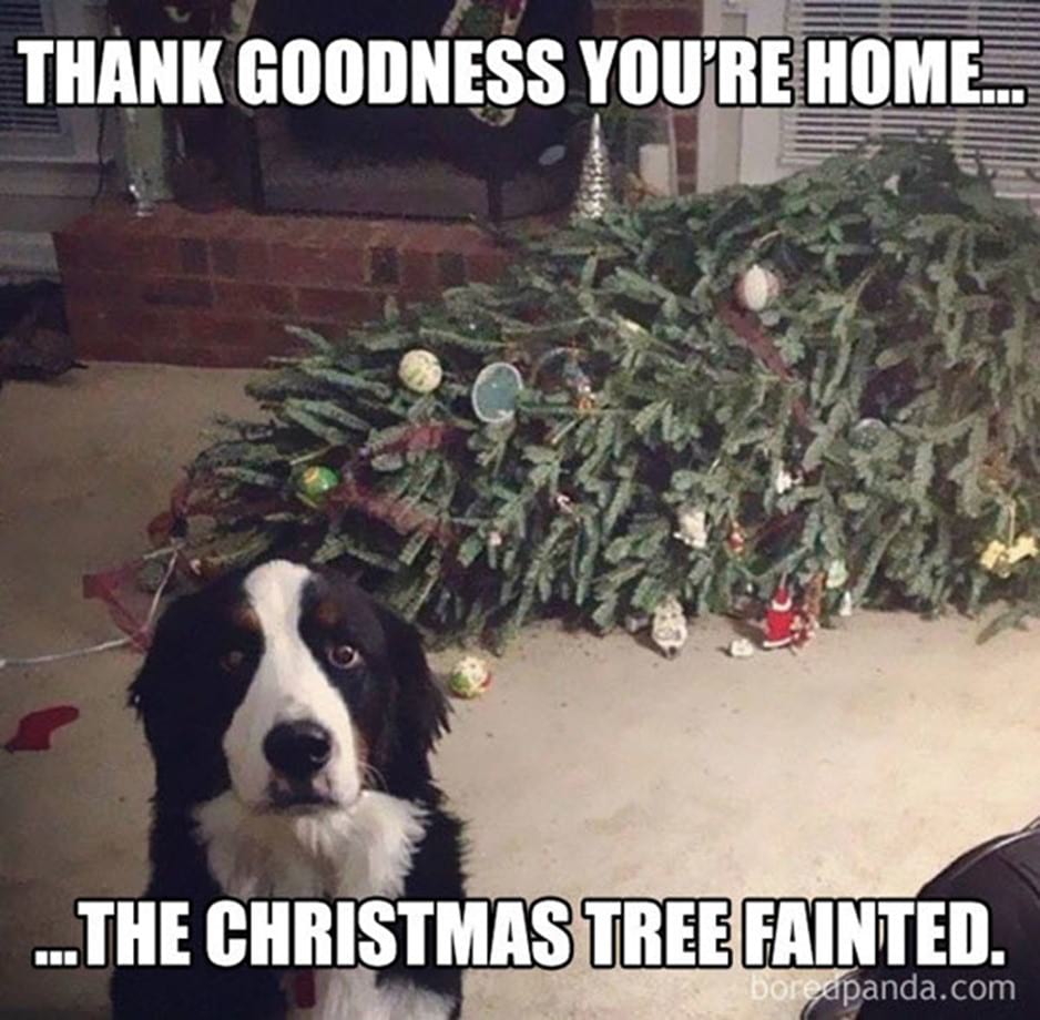 45 Hilarious Christmas Memes That Will Have You in Stitches - Christmas  Connections Blog